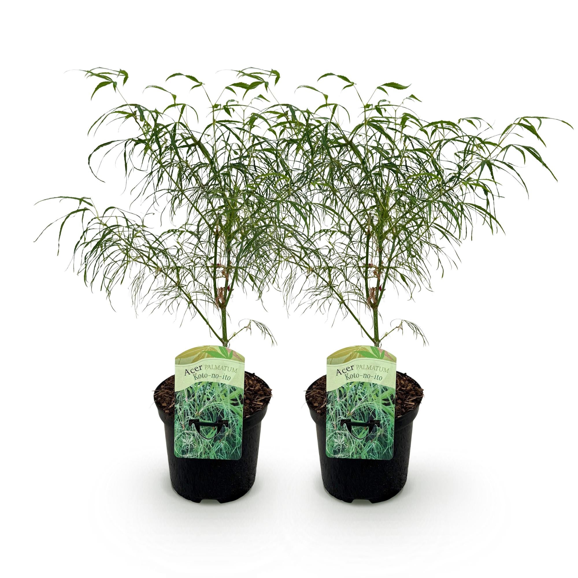 Green boutiQ – Terrassenpflanze – Japanischer Ahorn (Acer palmatum 'Koto-no-ito') – Grün – 2 Pflanzen – Laubabwerfend – Topf: 19 cm, Höhe: 70 cm