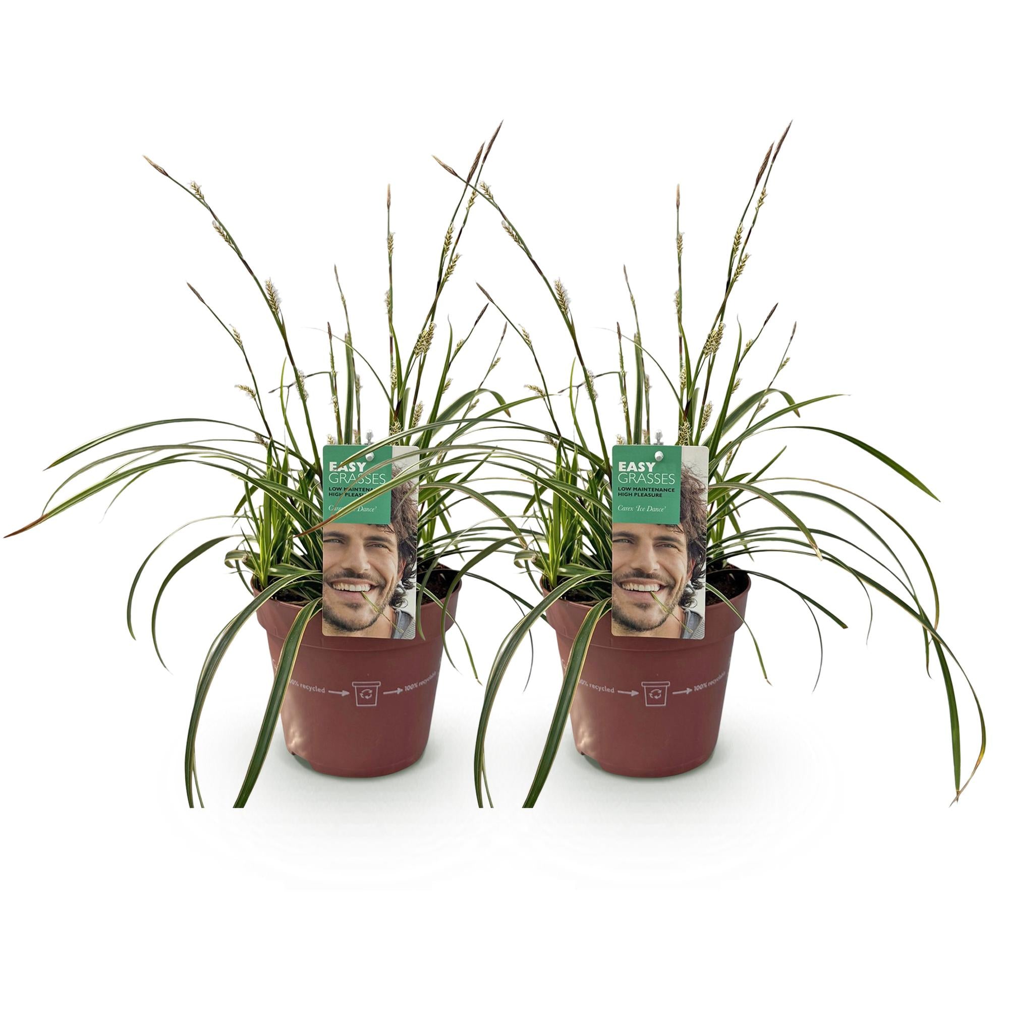 Green boutiQ - Graminacee ornamentali - Carex morrowii Ice Dance - Bianco e verde - 2 piante - Sempreverde - Bassa manutenzione - Vaso 17 cm Altezza 50 cm