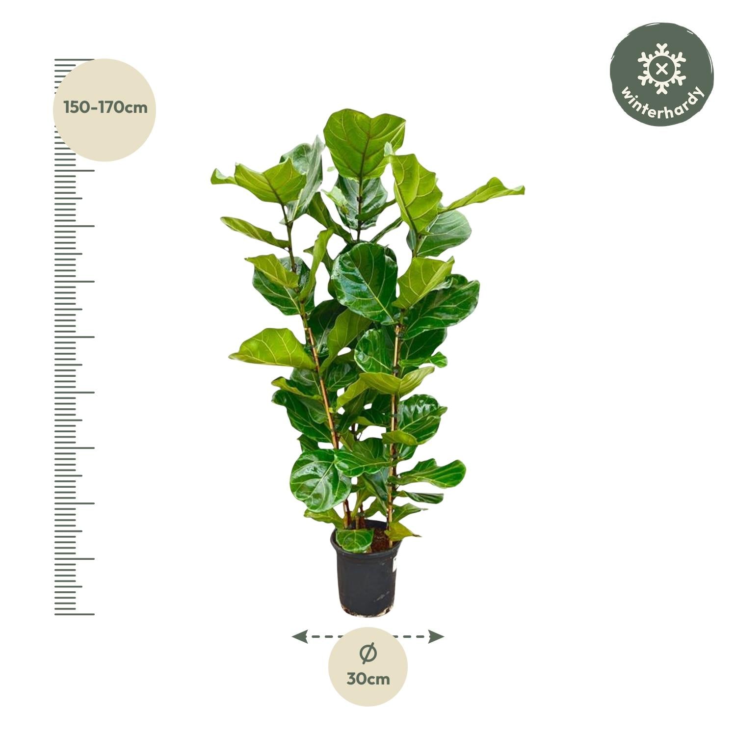 Ficus Lyrata Strauch - 155 cm - Ø27