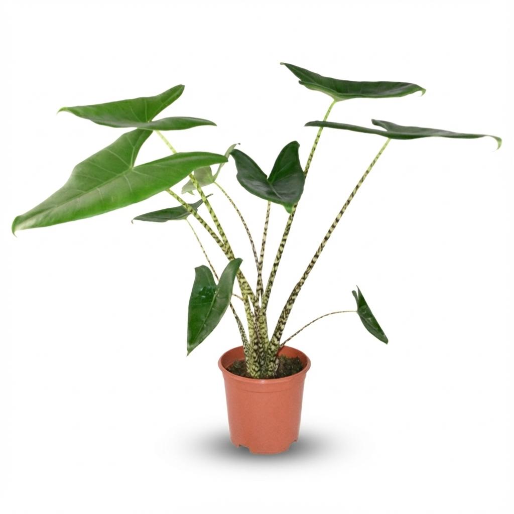 Alocasia Zebrina - Ø 21 cm - Hoogte: 70-75 cm