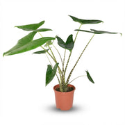 Alocasia Zebrina - Ø 21 cm - Hoogte: 70-75 cm