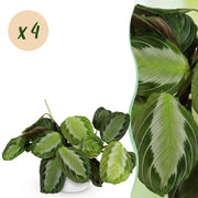 Maranta Fascinator Silverband - Gebedsplant - 4 Planten - met Potter Wit - Pot 12cm - Hoogte 25cm