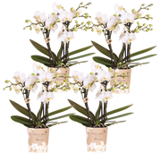 Kolibri Orchids | Combi Deal - 4 Witte Phalaenopsis Orchideeën Blossom Zurich - Ø9 cm