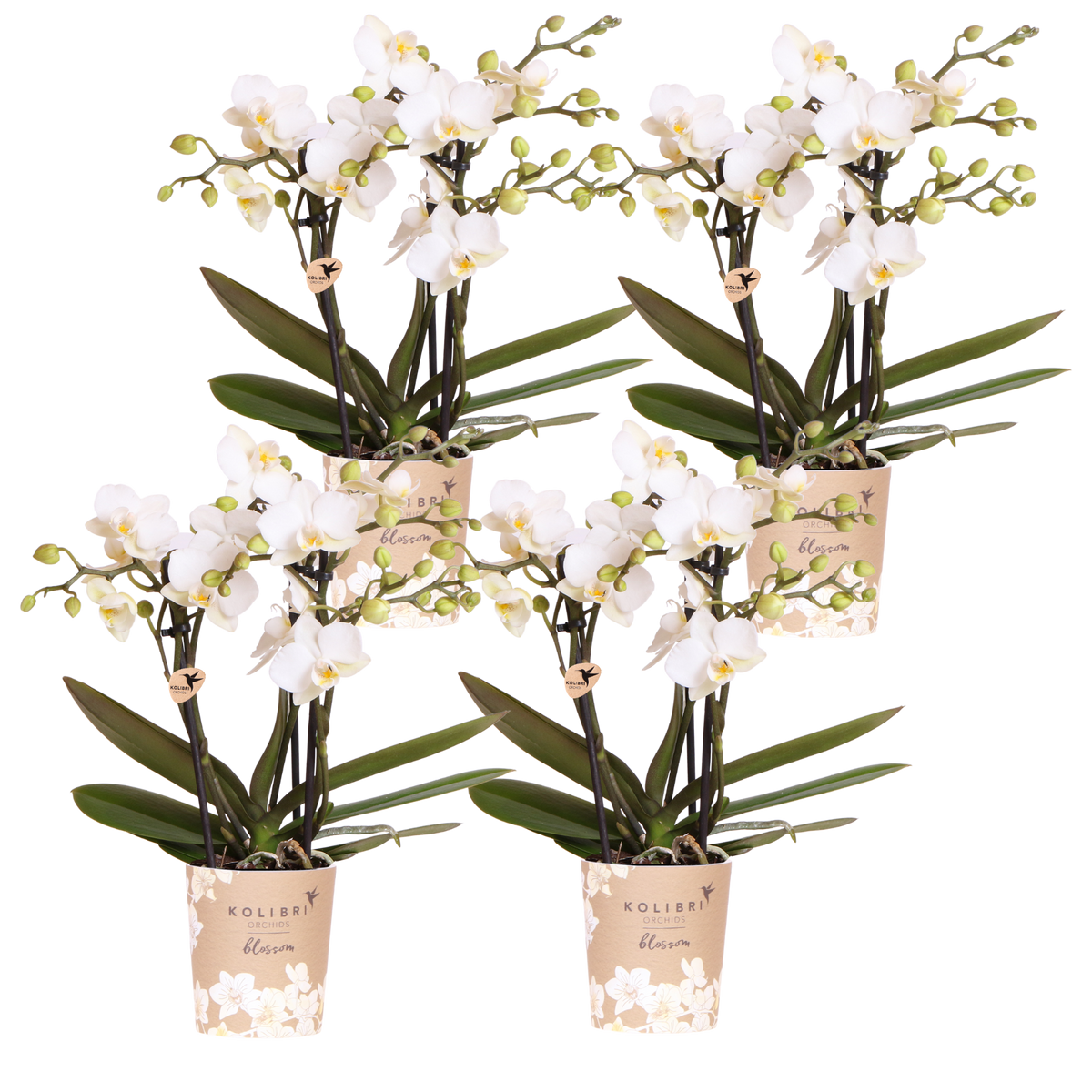Kolibri Orchids | Combi Deal - 4 Witte Phalaenopsis Orchideeën Blossom Zurich - Ø9 cm