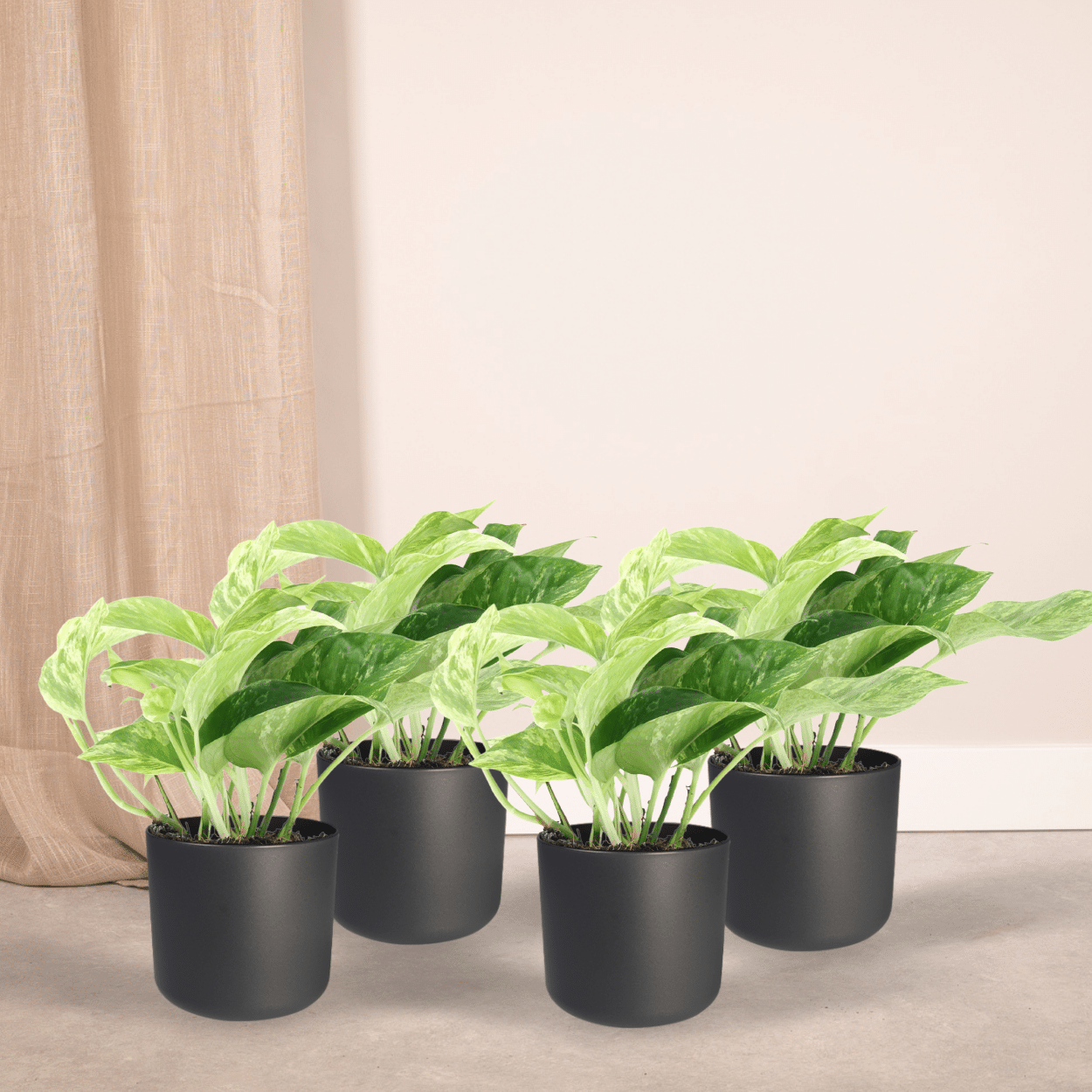 Epipremnum Marble Queen – 4 Stück – Ø 12 cm – ↕ 15 cm