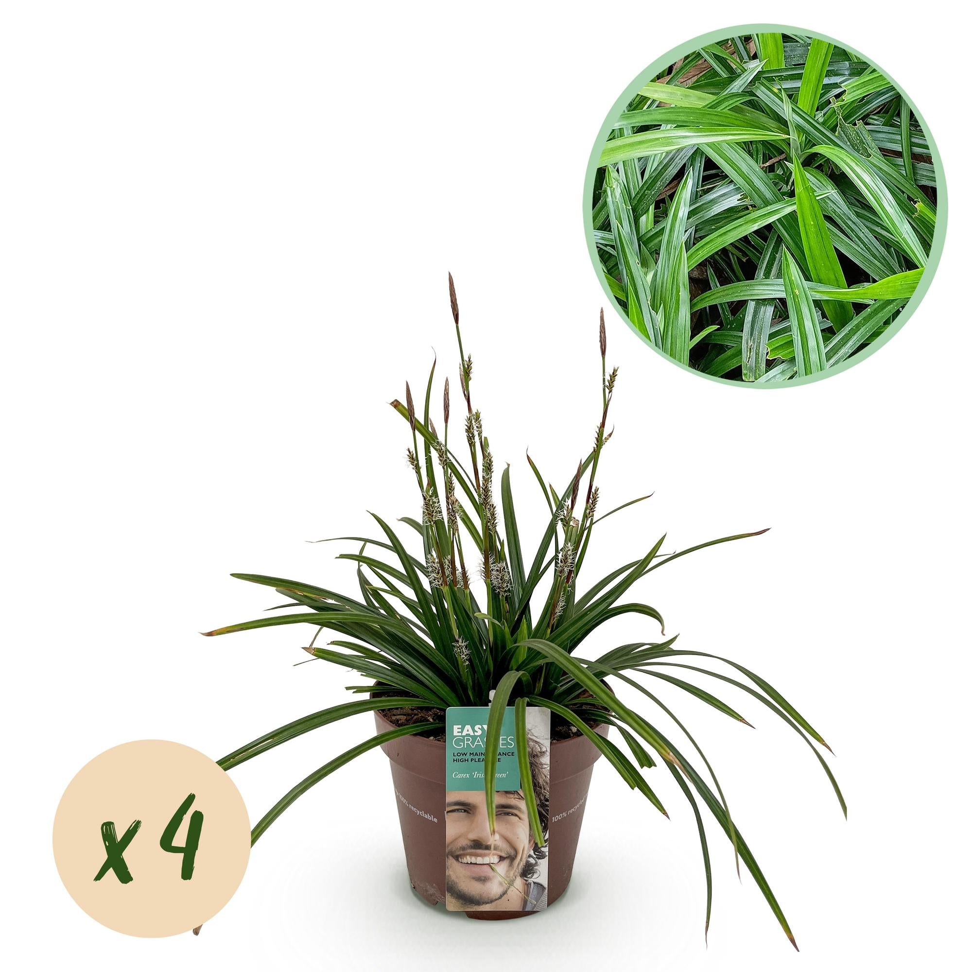 Carex morrowii Irish Green - Groen & Geel - 4 Planten - Bladhoudend - Weinig Onderhoud - Pot 17cm Hoogte 50cm