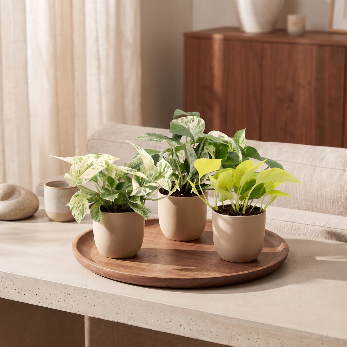 Epipremnum Tricolour 3x - Geel - Groen - Creme - Tropisch - Ø6cm - ↕20-25cm