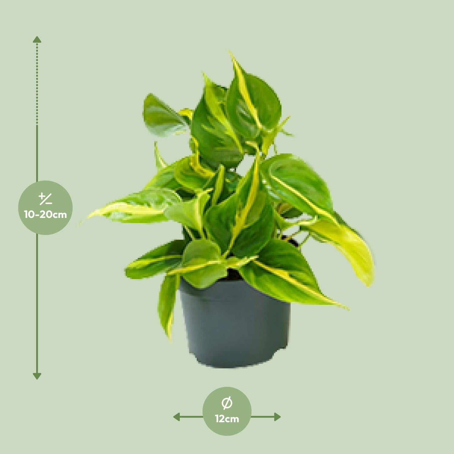 Philodendron Scandens Brésil - Ø12cm - ↕15cm