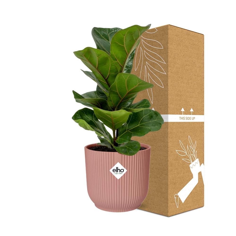 Ficus lyrata 'Bambino' en pot ELHO Vibes Fold 14 cm rose