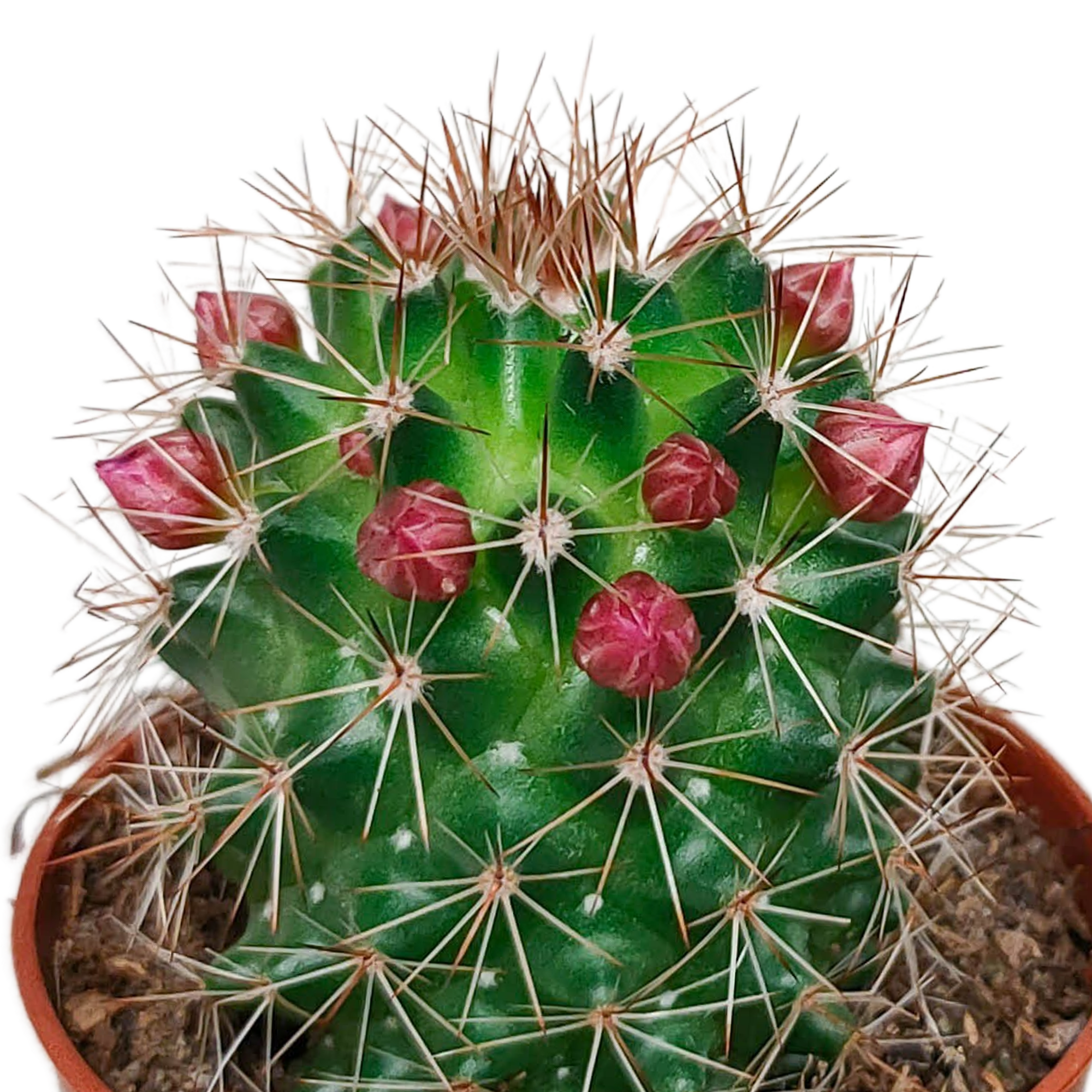 Mélange pour cactus 5,5 cm - floraison sans pot - 5x