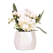 Kolibri Orchids | Orchidea bianca 'Nazaré' + vaso decorativo Pearl Travertino - dimensioni del vaso Ø9cm | pianta da appartamento fiorita - fresca dal coltivatore