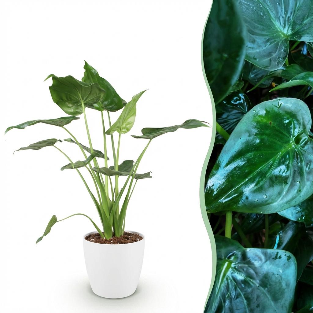 Alocasia Cucullata - Olifantsoor - met Potter Wit - Pot 21cm - Hoogte 65-70cm