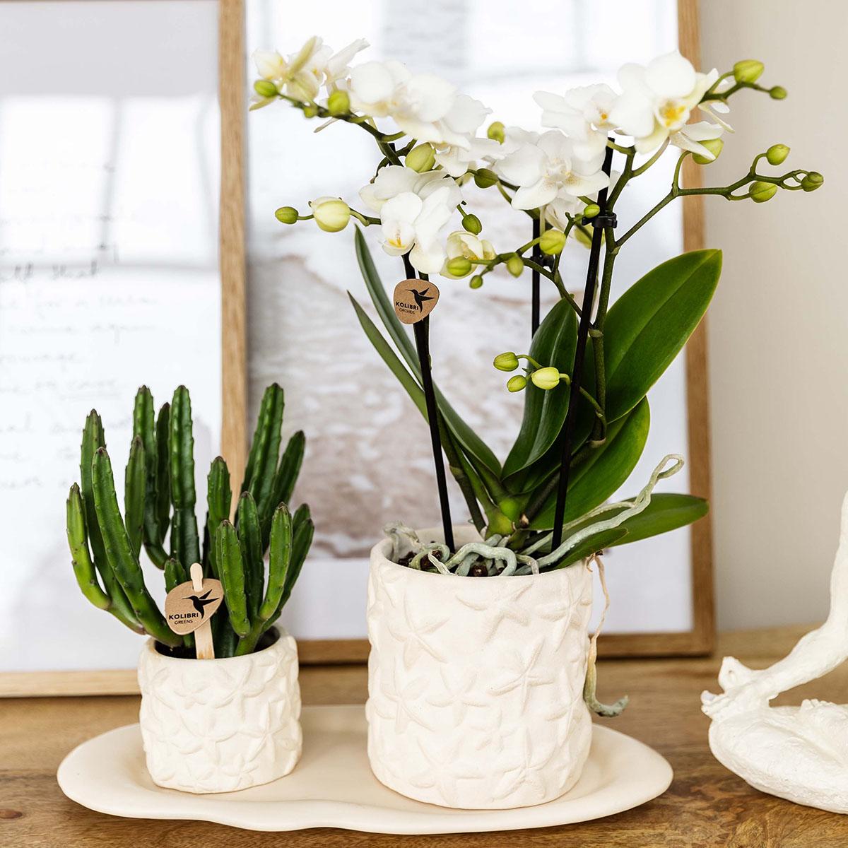 Kolibri Company | Ensemble de petites plantes étoiles de mer | Orchidée Phalaenopsis blanche Lausanne et succulente avec pots décoratifs en céramique sur un plateau blanc organique