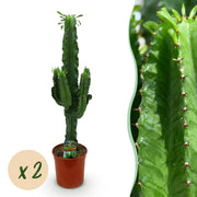 Euphorbia eritrea - Afrikaanse melkboom - Weinig onderhoud - Groen - 2 - Pot 19cm - Hoogte 70cm