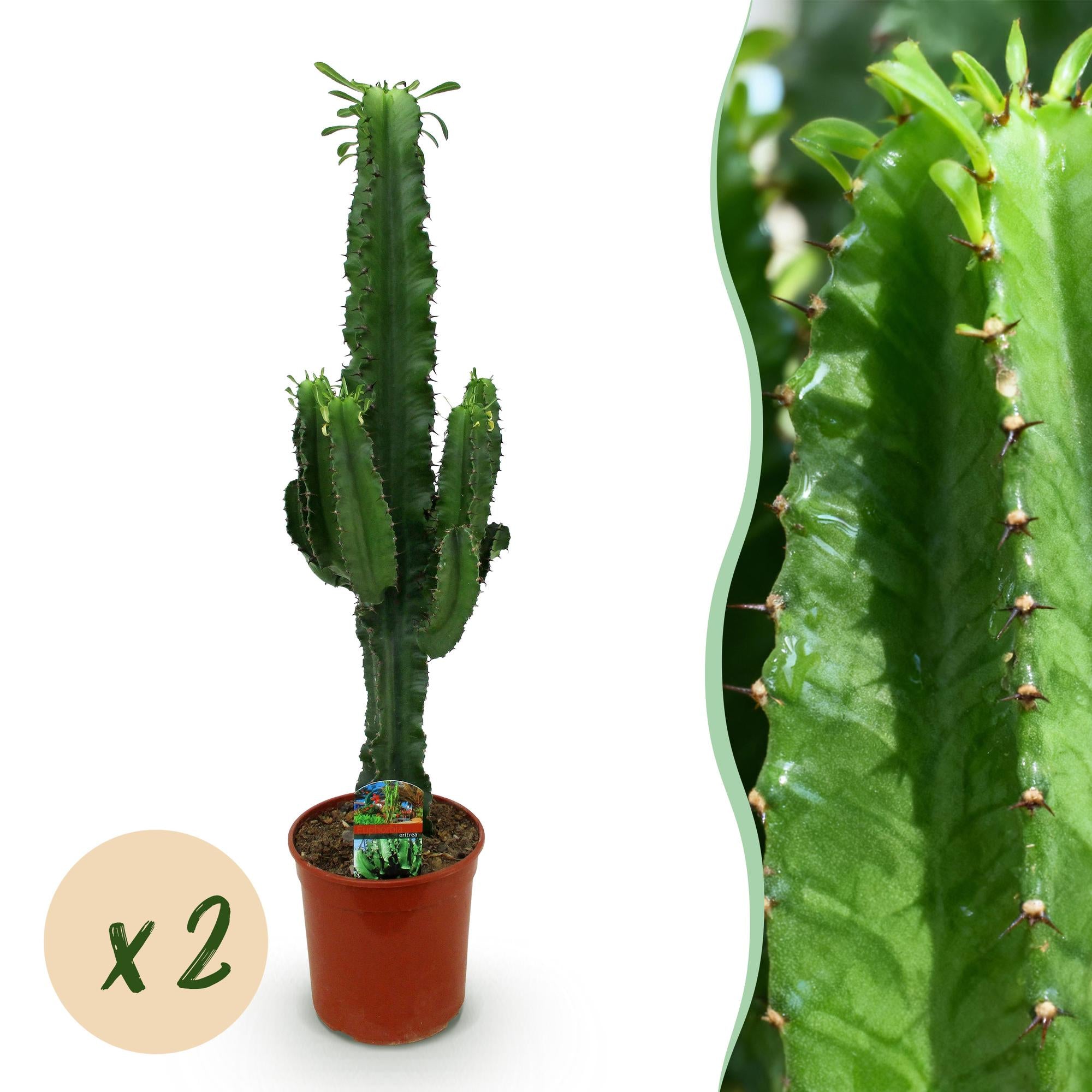 Euphorbia eritrea - Afrikaanse melkboom - Weinig onderhoud - Groen - 2 - Pot 19cm - Hoogte 70cm