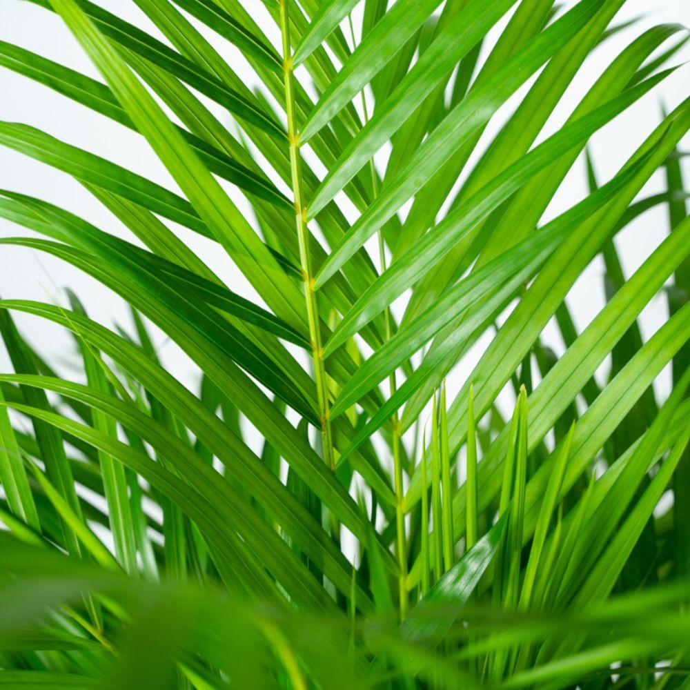 Areca con cestino - ↨110cm -Ø21cm