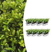 8 x 6er-Packung Ilex crenata 'Jenny' - Ø7 cm - ↕15 cm