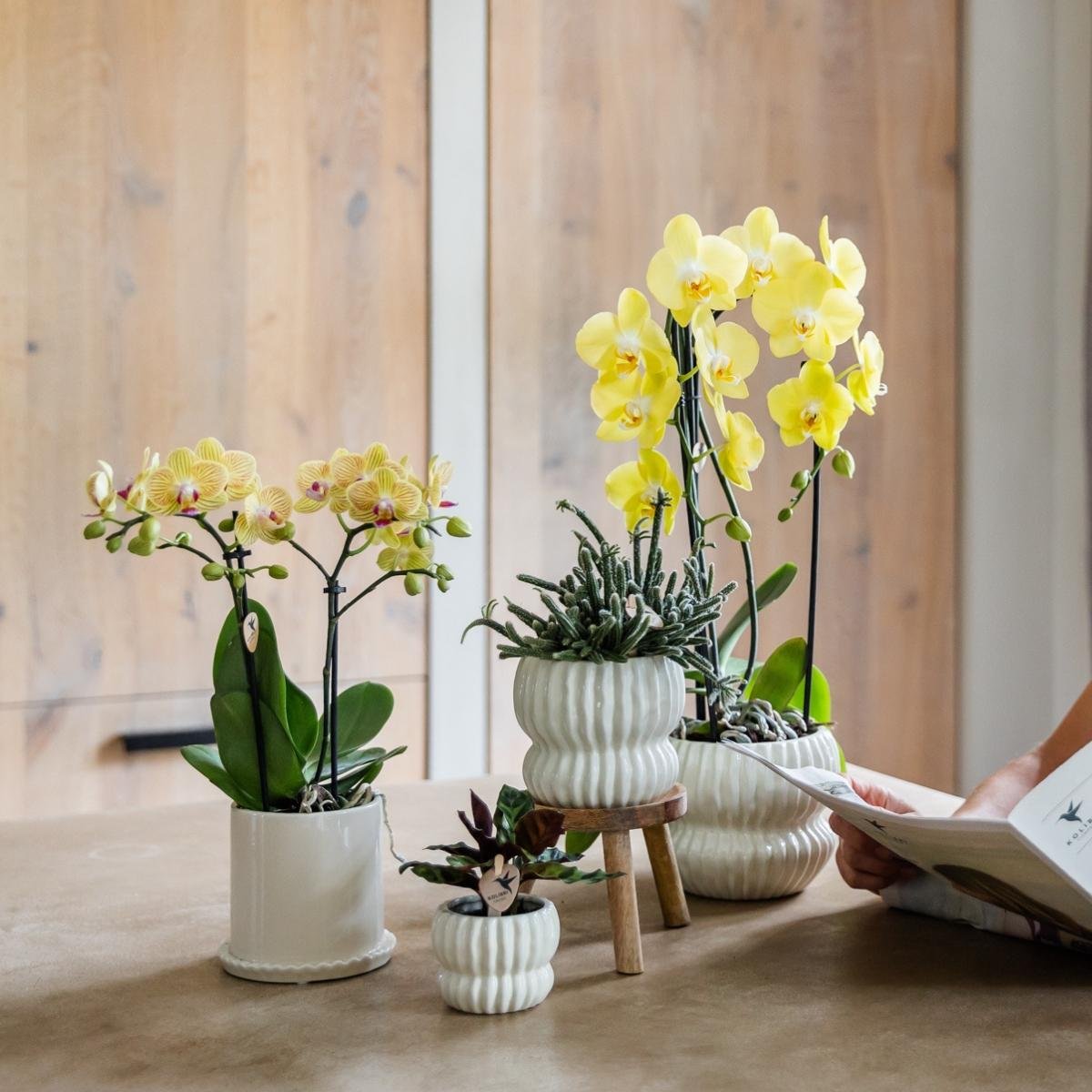 Kolibri Orchids | Combi Deal - 4 Gele Phalaenopsis Orchideeën Blossom Lima - Ø9 cm
