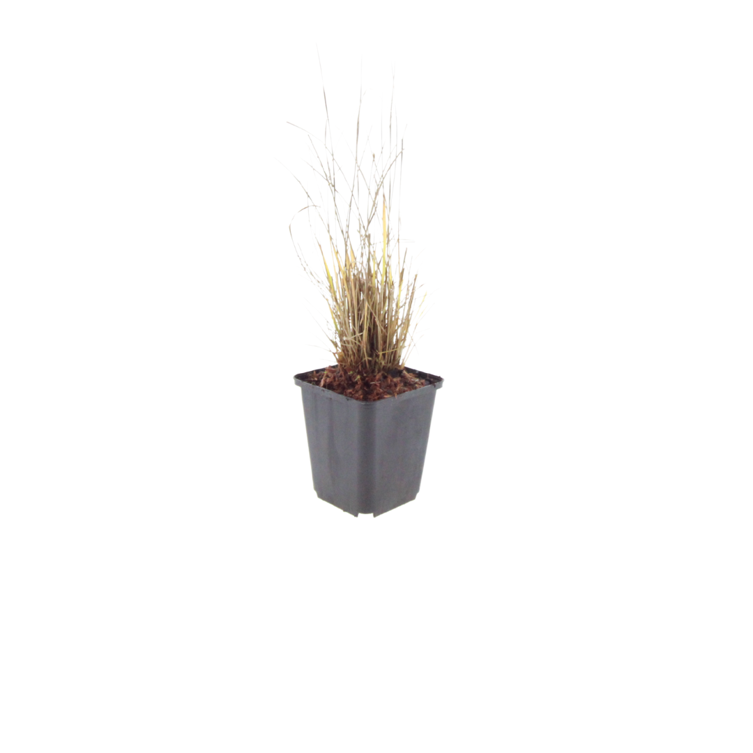 12x Calamagrostis brachytricha - ↕10-25cm - Ø9cm