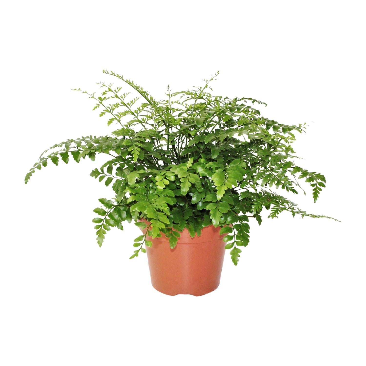 Asplenio Parvati - Ø17cm - ↕30cm