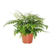 Asplenio Parvati - Ø17cm - ↕30cm