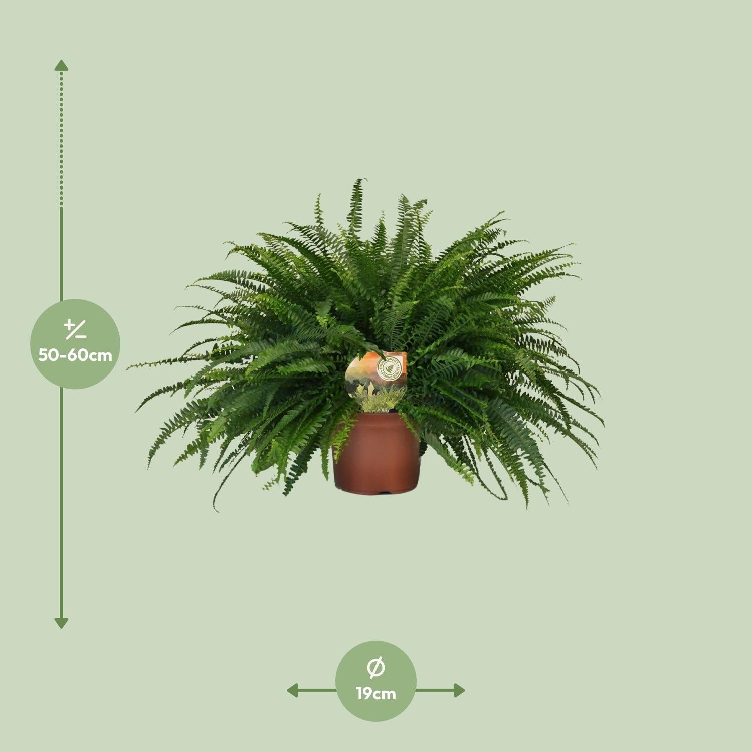 Nephrolepis Dame Verte - Ø19cm - ↕60cm