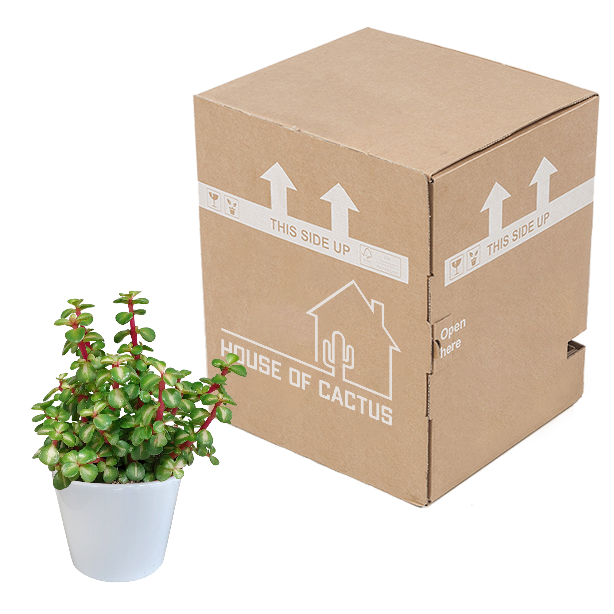 Portulacaria afra mediopicta 10,5cm - in witte pot