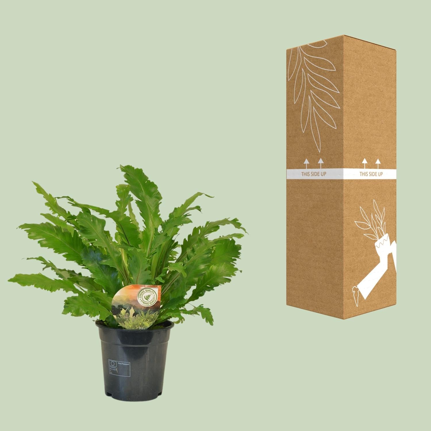 Asplenium Campio - Ø17cm - ↕50cm
