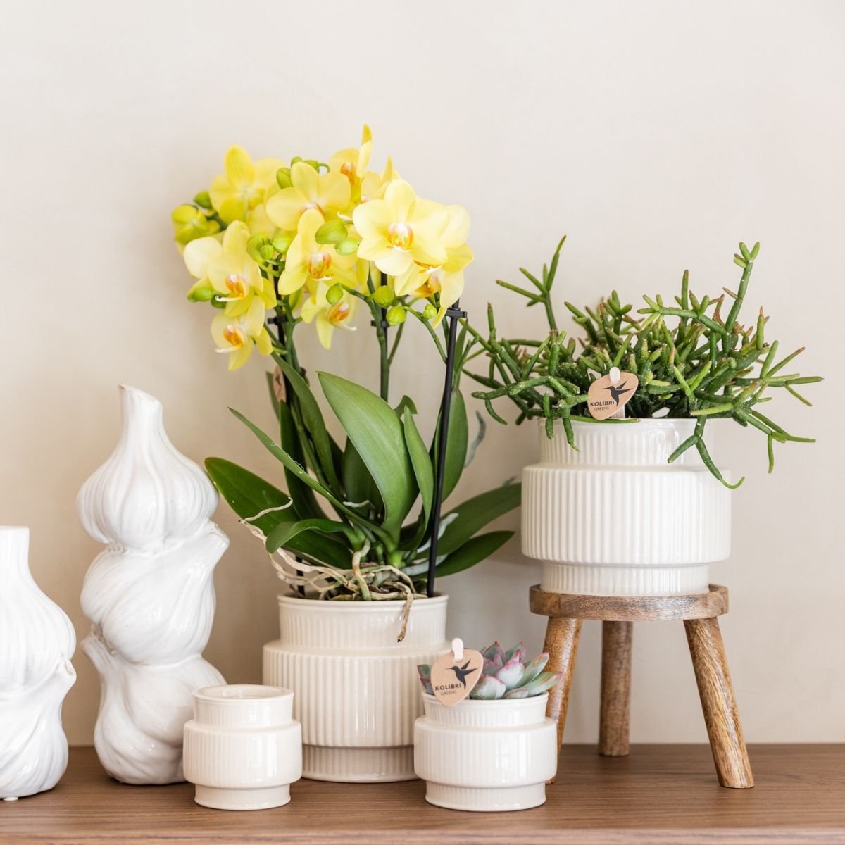 Kolibri Orchids | Combi Deal - 4 Gele Phalaenopsis Orchideeën Blossom Albenga - Ø9 cm