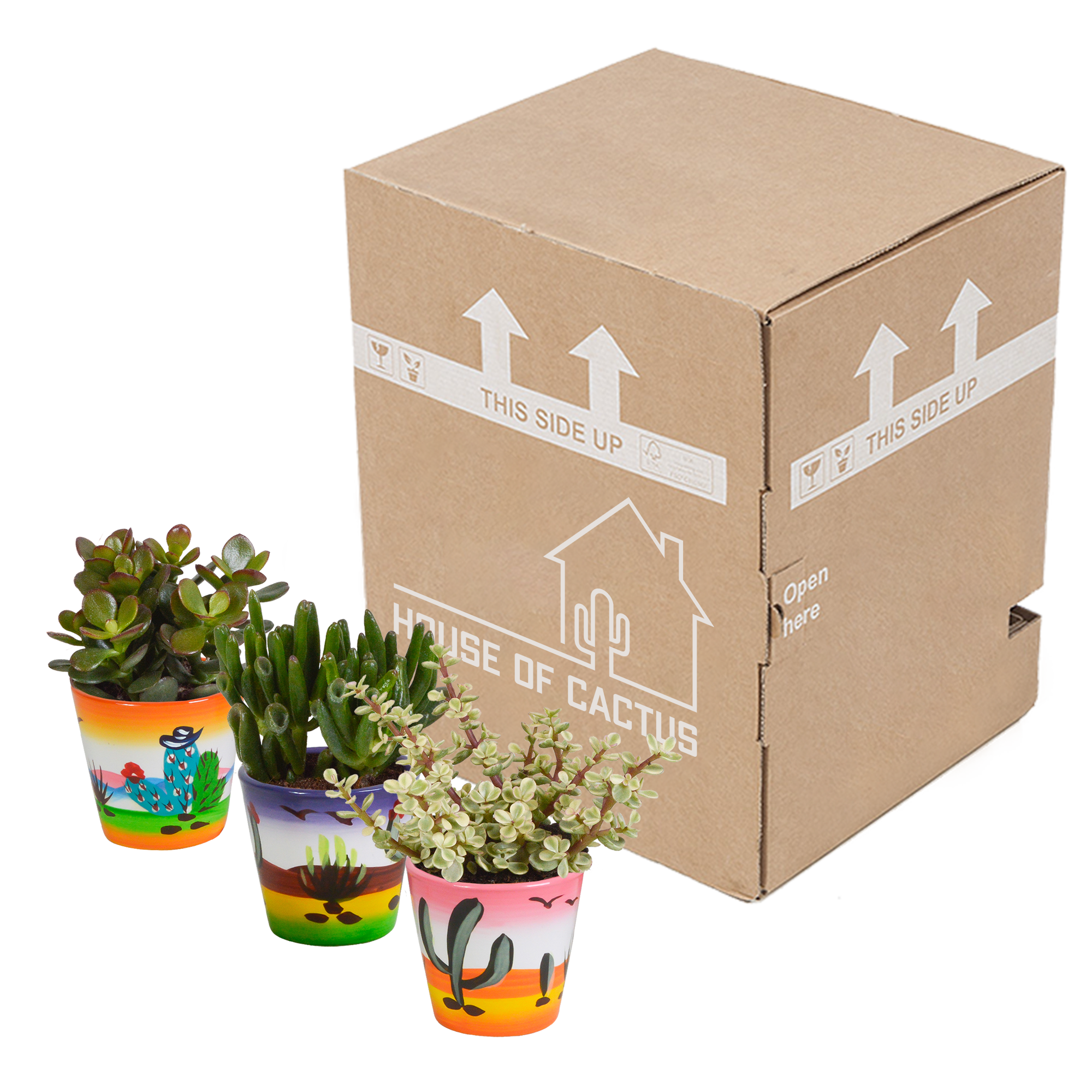 Crassula mix 8.5 cm - 3x - in Mexicaanse pot