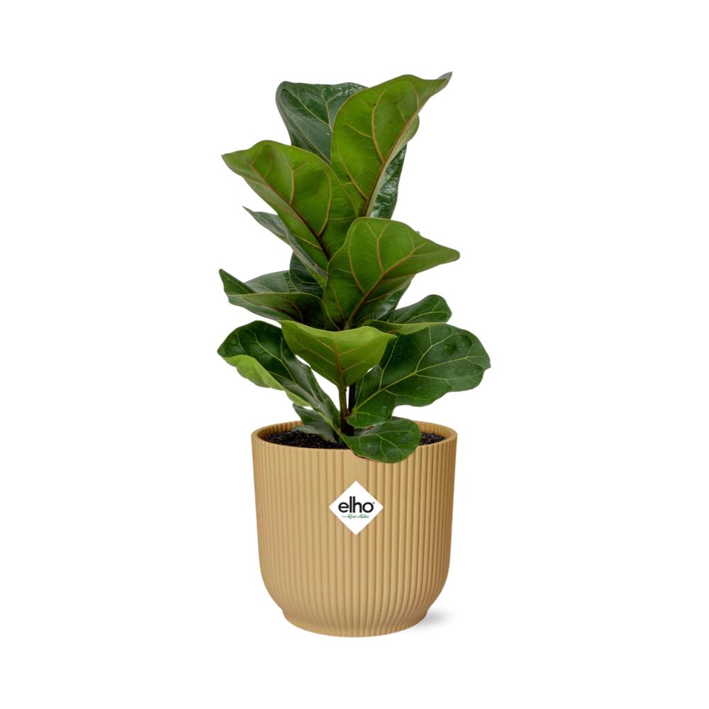 Ficus lyrata 'Bambino' en ELHO Vibes Fold 14cm jaune