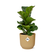 Ficus lyrata 'Bambino' en ELHO Vibes Fold 14cm jaune