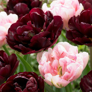 12x Tulipa Sweet Desire mix - Bloembollen - Tulp Sweet Desire mix - Diversen - Voorjaarsbloeier - Bolmaat 11/12