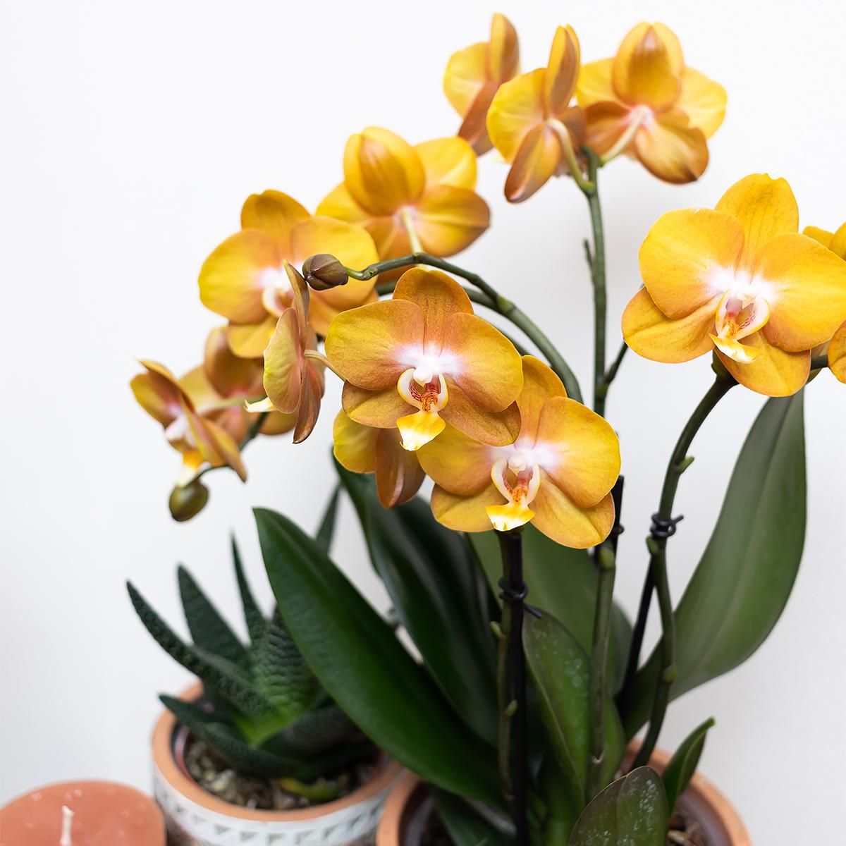 Kolibri Orchids | Orange Phalaenopsis orchid Las Vegas in gold Groove decorative pot - Ø12cm