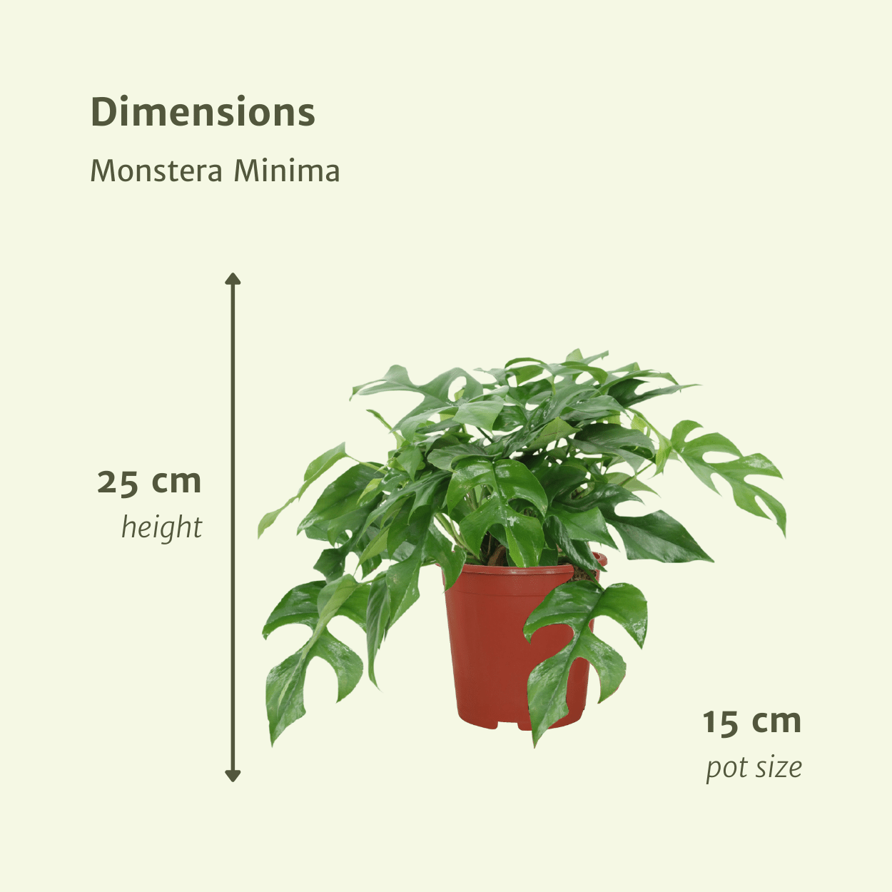 Monstera Minima (Fensterblatt) – 2 Stück – Ø 15 cm – ↕ 30 cm
