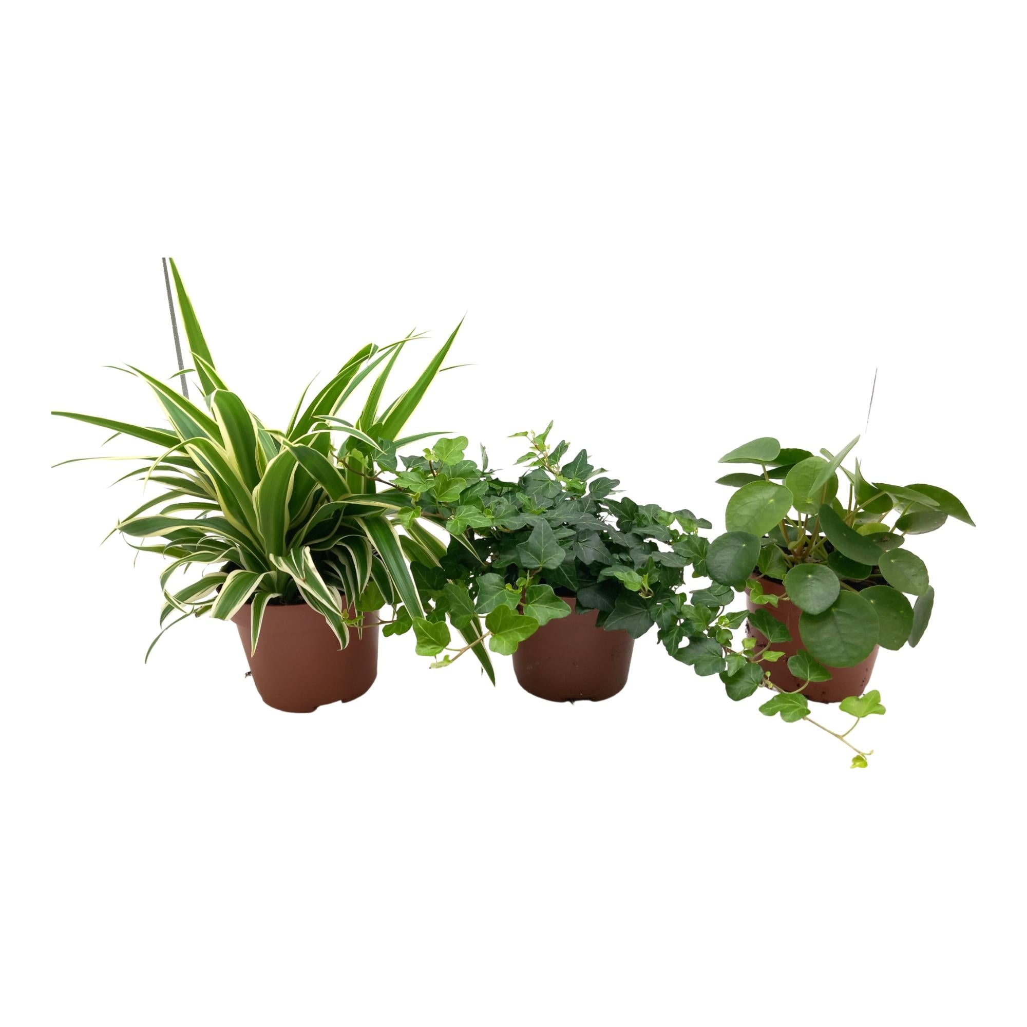 Mélange vert de Chlorophytum, Hedera et Pilea - 3 pièces - Ø13cm - ↕35cm