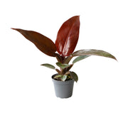 Philodendron Sun Red - Groen - Rood - Roze - Tropisch - Ø6cm - ↕10cm