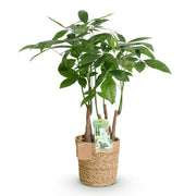 Pachira Aquatica multi stam - Geldboom - met mand - Pot 17cm - Hoogte 50-55cm