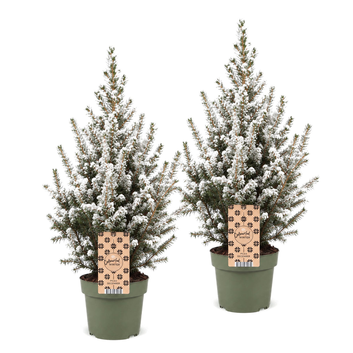 Picea glauca Conica - 2x Kegelspar - Groen - Wit - Kerstboom - Ø17cm - ↕65cm