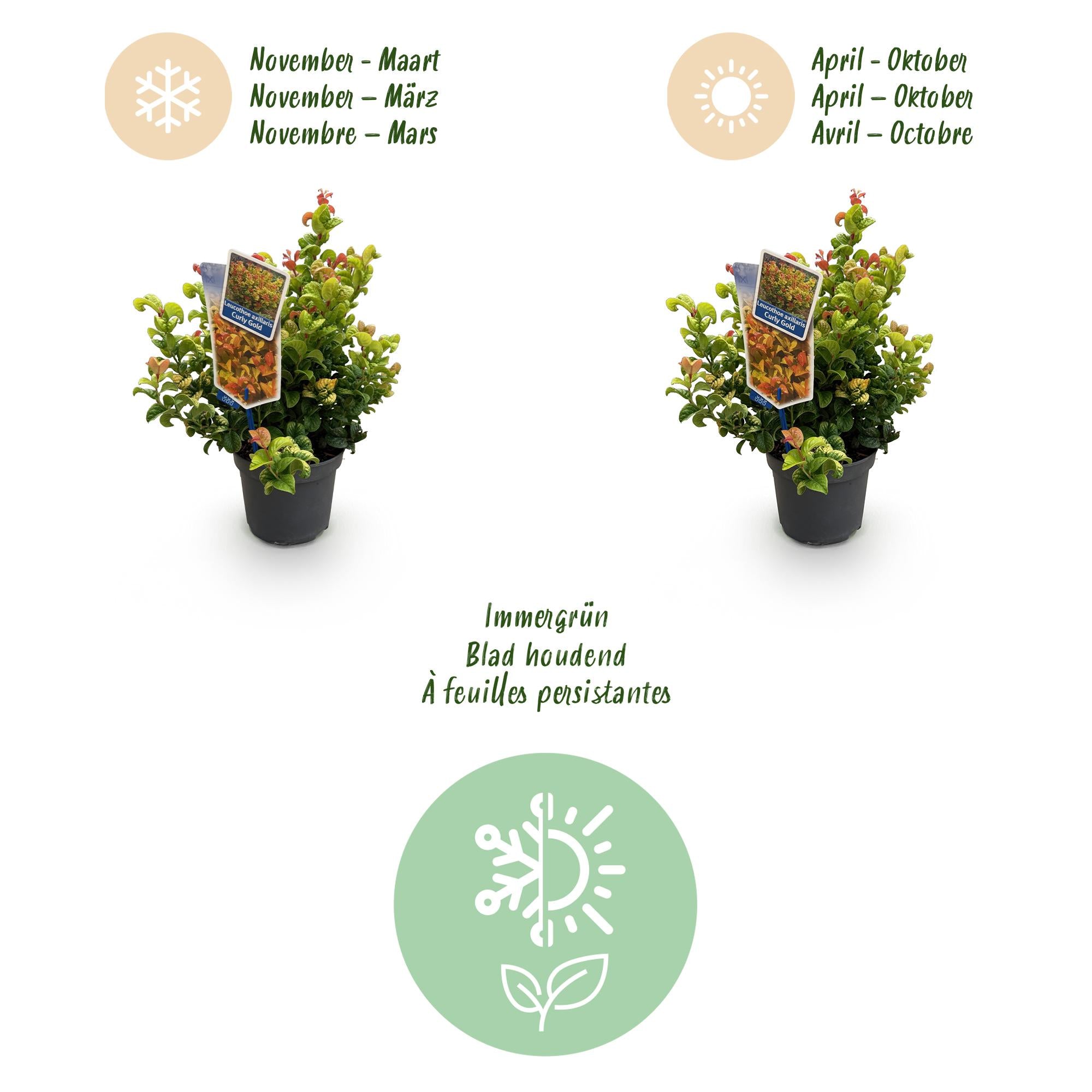 Leucothoe Curly Gold - Geel - 1 Plant - Groenblijvend - Weinig Onderhoud - Pot 17cm Hoogte 40cm
