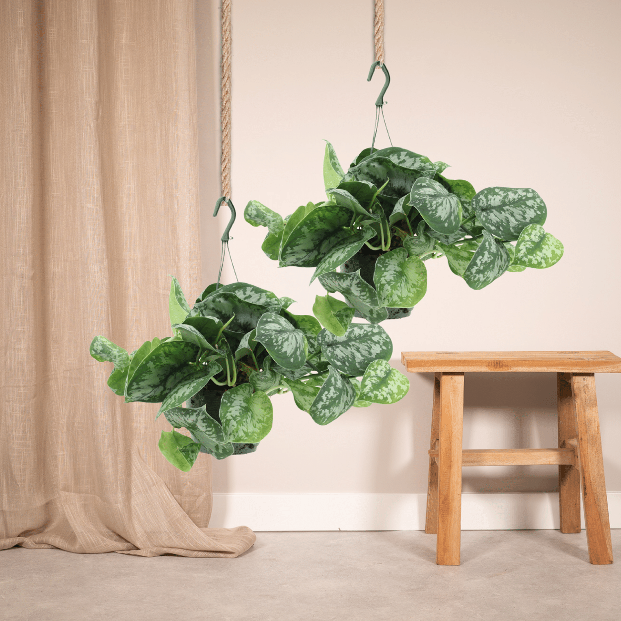 Scindapsus Pictus Trebie (Epipremnum) - 2 pezzi - Ø15cm - ↕25cm