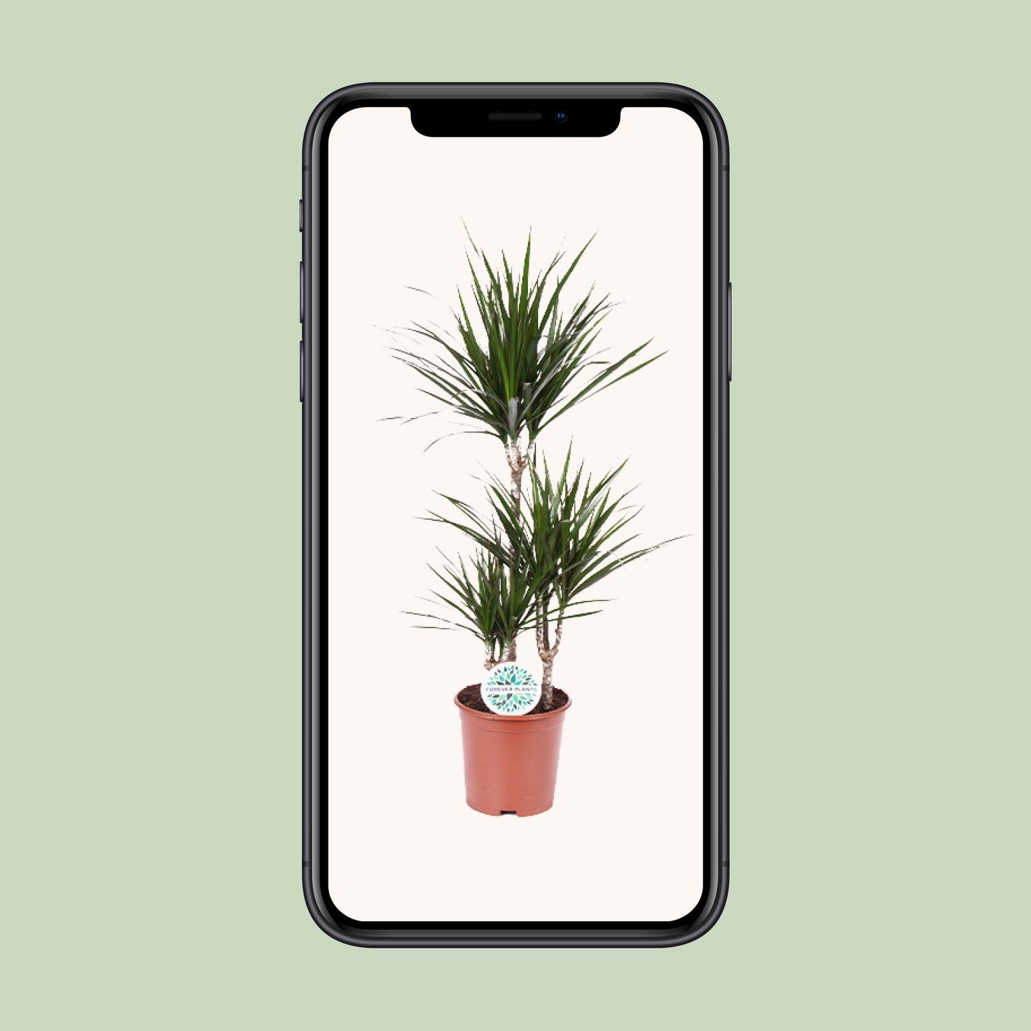 Dracaena marginata - Ø21 cm - ↕115 cm