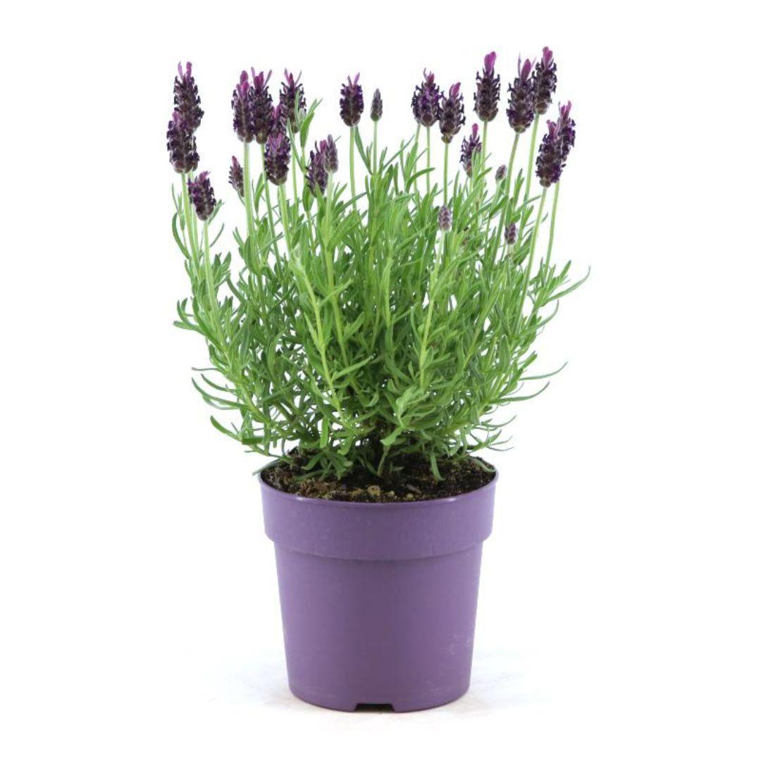 Lavandula stoechas Anouk® - 12 cm Topf - Set mit 6 gekämmten Lavendelpflanzen