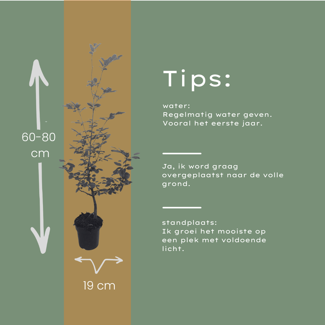 Carpinus Betulus ↕ 60-80 - Ø 19cm - 50x | Mini Pallet