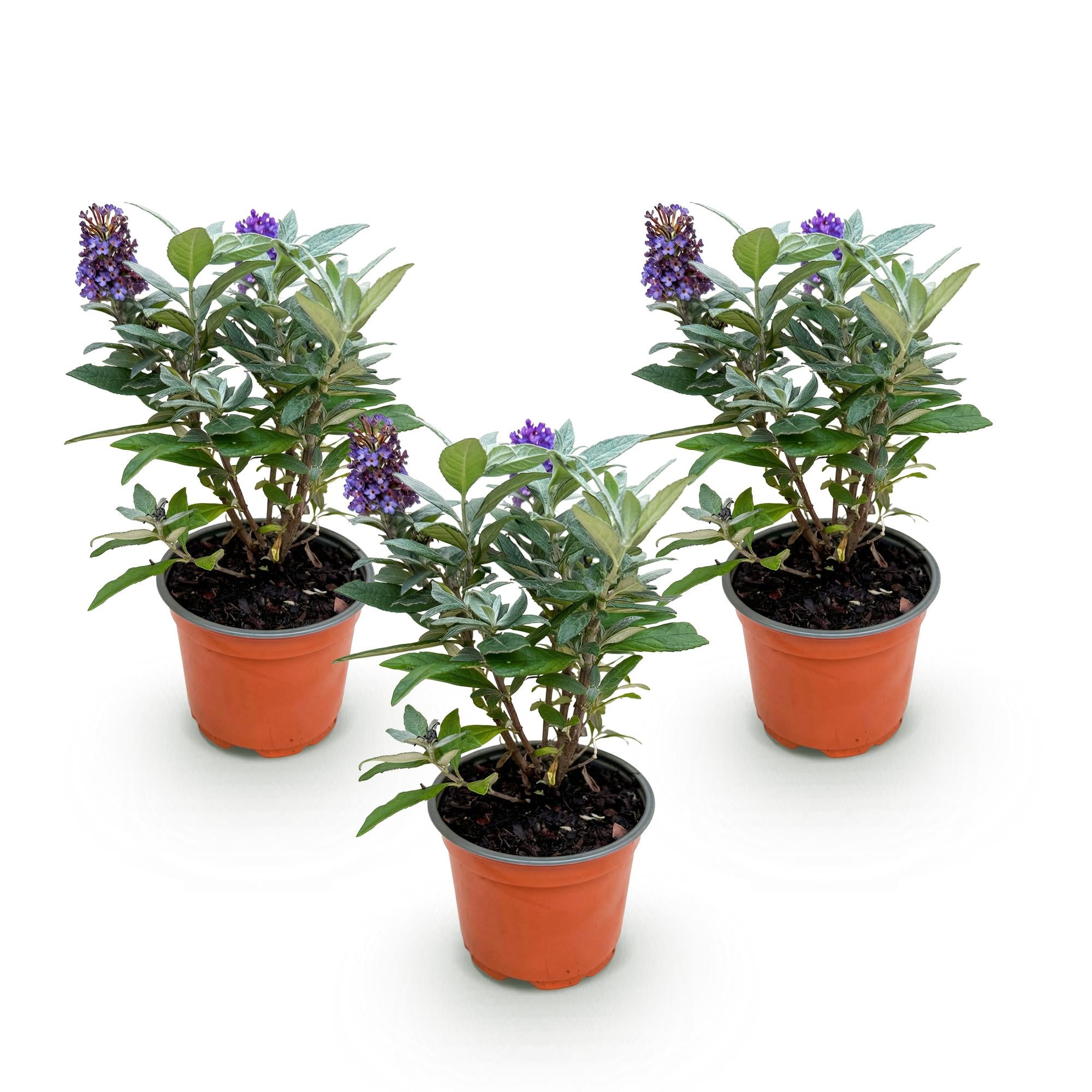 Buddleja davidii Butterfly Candy Little Lila - Vlinderstruik - Compact - Lila - 3 Planten - Pot 12cm - Hoogte 20-25cm