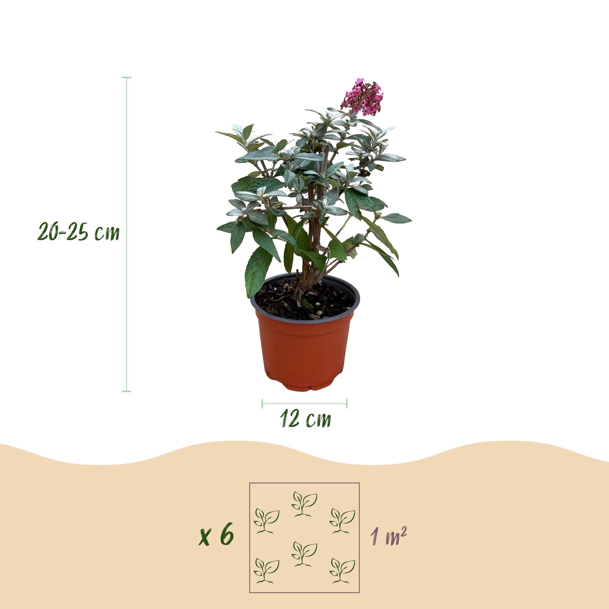 Buddleja davidii Butterfly Candy Little Ruby - Vlinderstruik - Compact - Rood - 3 Planten - Pot 12cm - Hoogte 20-25cm