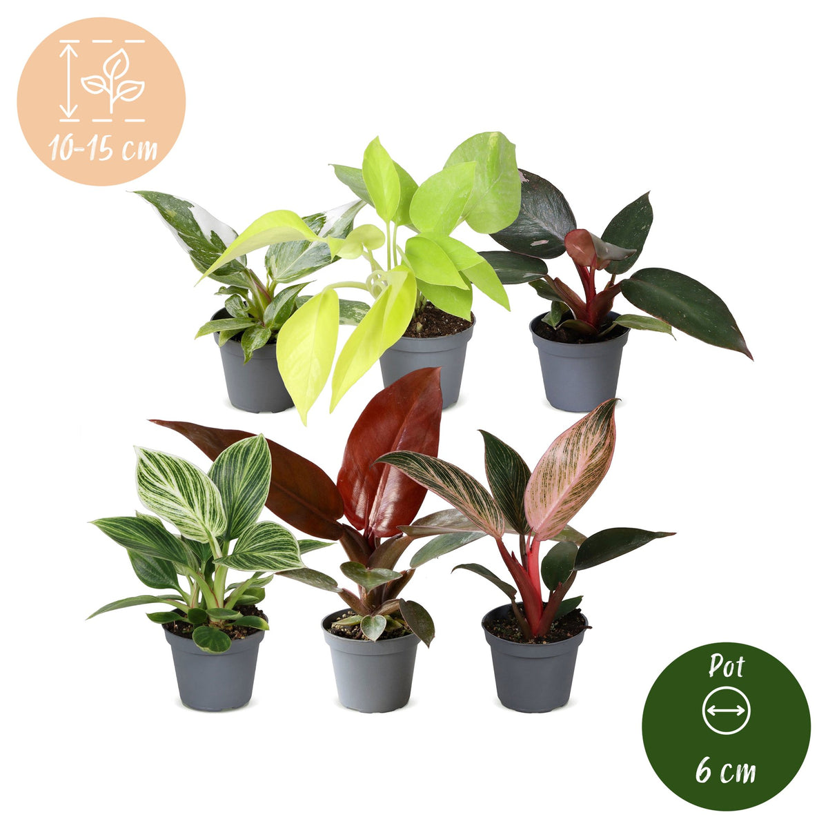 Baby Philodendron Family 6x - Wit - Roze - Geel - Groen - Rood - Tropisch - Ø6cm - ↕10-15cm