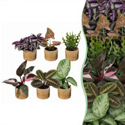 Baby Plants Surprise Box 6x - Verrassingsbox kleine planten - Diversen - Tropisch - incl. Linnea Honey - Ø6cm - ↕5-15cm