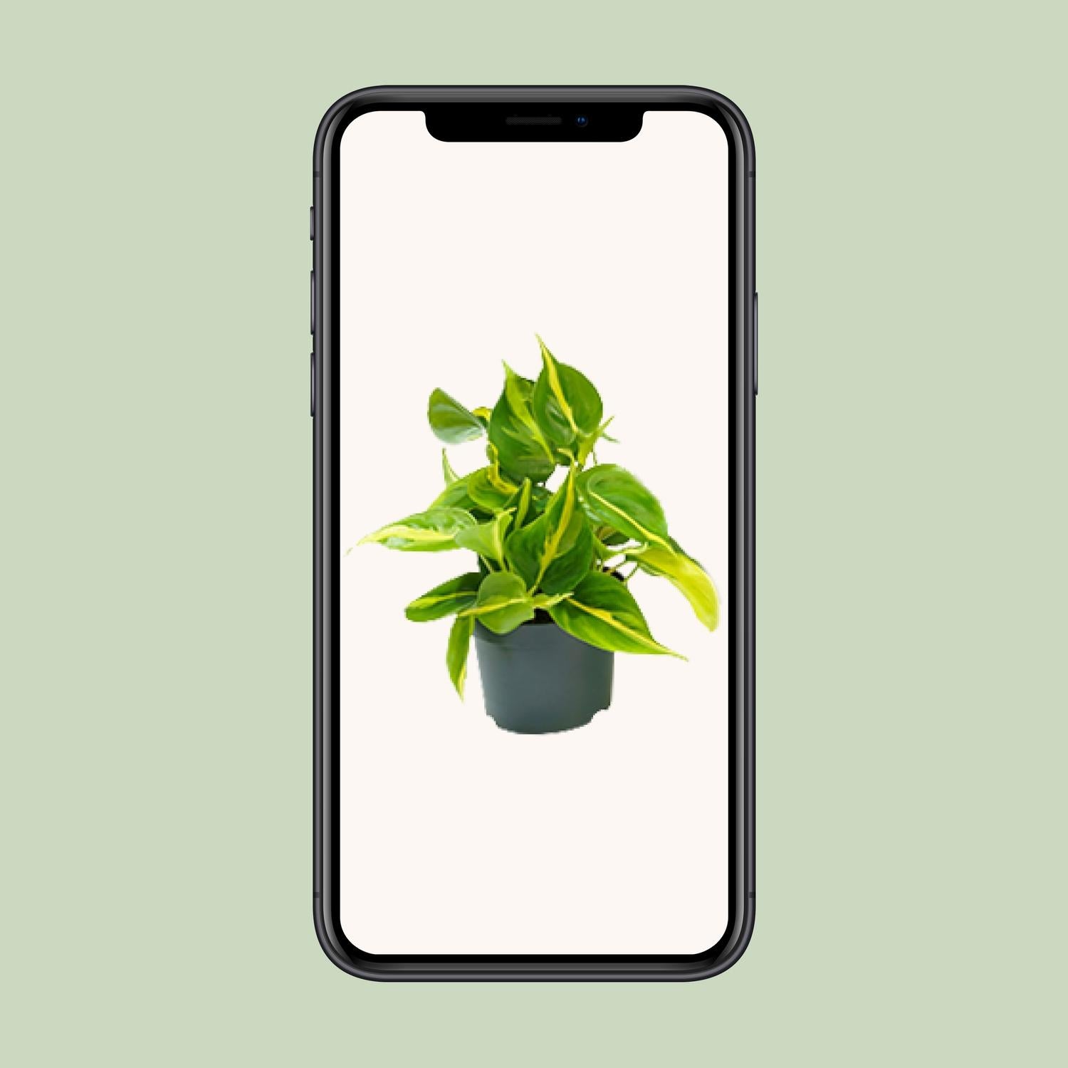 Philodendron Scandens Brésil - Ø12cm - ↕15cm
