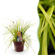 Carex oshimensis Everillo - Geel - 1 Planten - Groenblijvend - Winterhard - Pot 17cm Hoogte 50cm